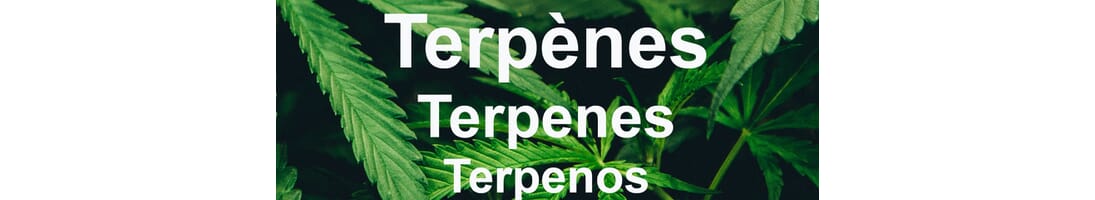 CBD | e-Liquide CBD | Terpènes CBD