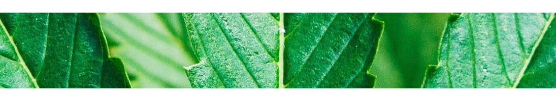 CBD | Cosmetics CBD