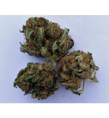 CBD Weed Amnésia Indoor...